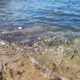 �Queste formazioni per�, quando entrano in contatto con plastiche, tensioattivi artificiali come detersivi o emulsionanti o acqua fognaria, diventano molto pi� compatte e invasive. Si trasformano infatti in aggregatori di materiali e sostanze indesiderate�, spiega il biologo marino Michele De Giosa